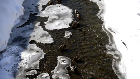 Wild ducks on the mountain stream in winter Stock Footage 129421969