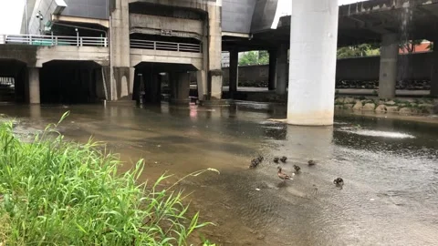 Wild ducks in the nature Stock-Footage 243736920