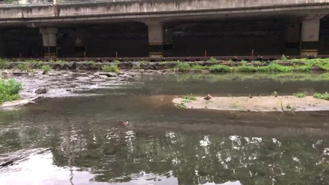 Wild ducks in the nature Vídeos de archivo 245351522