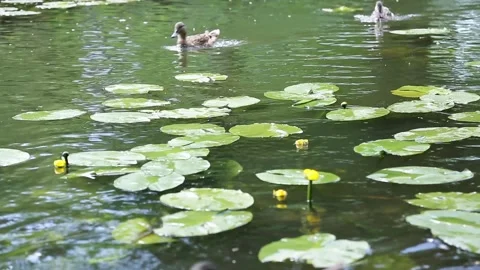 Wild ducks navigating through lily pads on a tranquil pond Stock Footage 310699222
