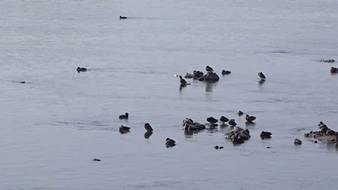 Wild ducks on the Ob River in Siberia Stock Footage 254107084
