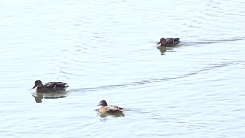 Wild ducks on the Ob River in Siberia Stock Footage 254107111