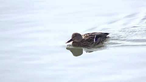 Wild ducks on the Ob River in Siberia Stock Footage 254107142