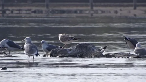 Wild ducks on the Ob River in Siberia Stock Footage 254107168
