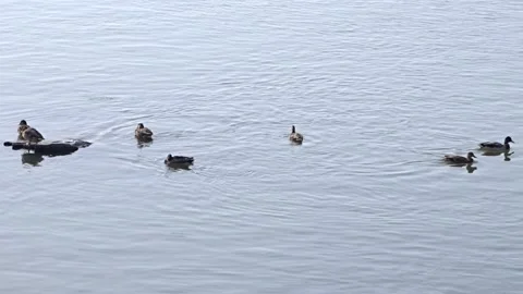 Wild ducks on the Ob River in Siberia Stock Footage 254107183