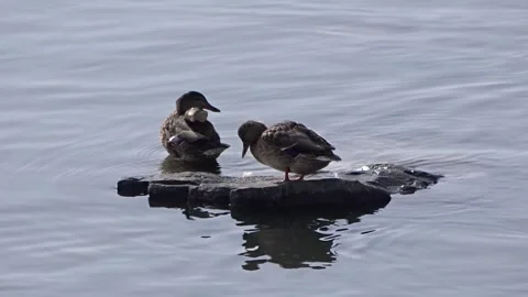 Wild ducks on the Ob River in Siberia Stock Footage 254107199