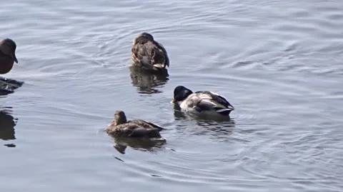 Wild ducks on the Ob River in Siberia Stock Footage 254107216