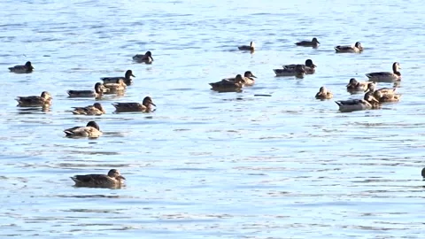 	Wild ducks on the Ob River in Siberia Video stock 294533875