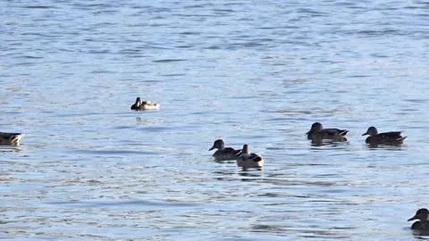 	Wild ducks on the Ob River in Siberia Stock Footage 294533886