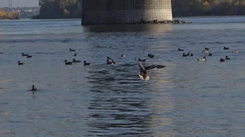 	Wild ducks on the Ob River in Siberia Stock Footage 294533913