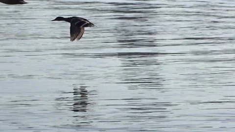 	Wild ducks on the Ob River in Siberia Stock Footage 294533970