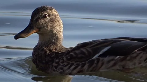 	Wild ducks on the Ob River in Siberia Stock Footage 294533994