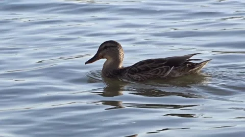 	Wild ducks on the Ob River in Siberia Stock Footage 294534146