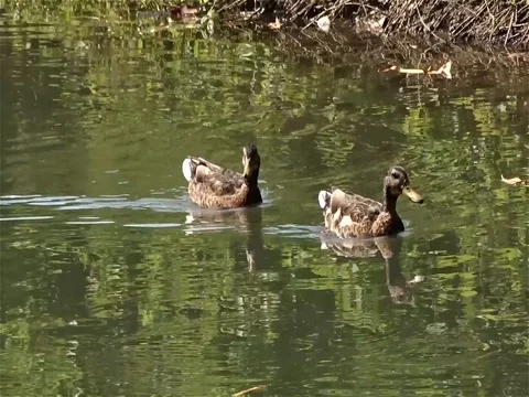 Wild ducks over the river Stock Footage 77028663
