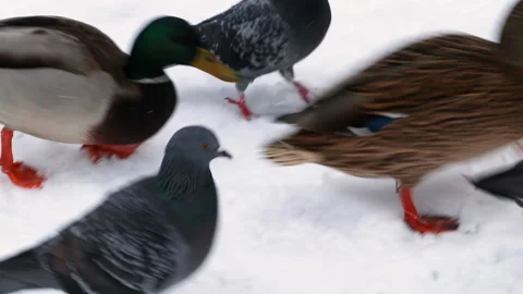 Wild ducks in park in winter. Bird watching, mallard feeding Stock Footage 221585273