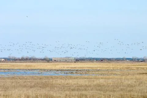Wild ducks Foto stock