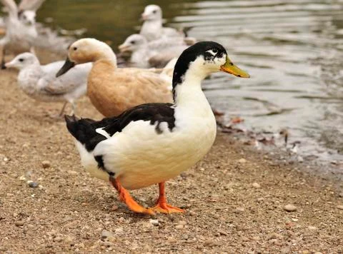 Wild ducks Stock Photos