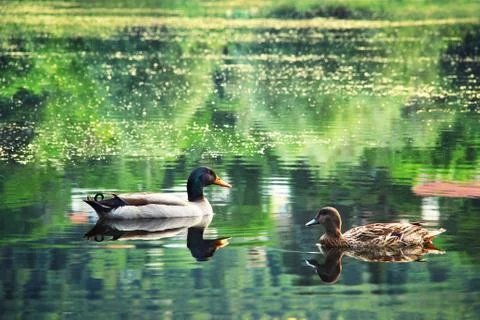 Wild ducks Foto stock