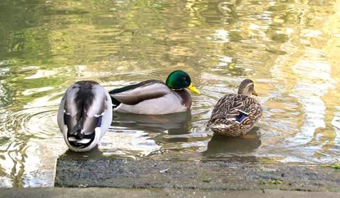 Wild ducks Stock Photos