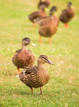 Wild ducks Stock Photos