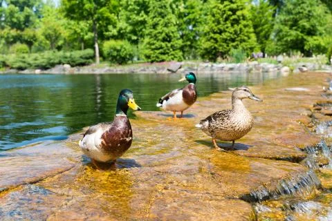 Wild ducks Stock Photos