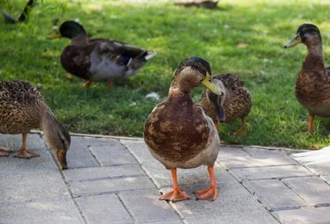 Wild ducks Stock Photos