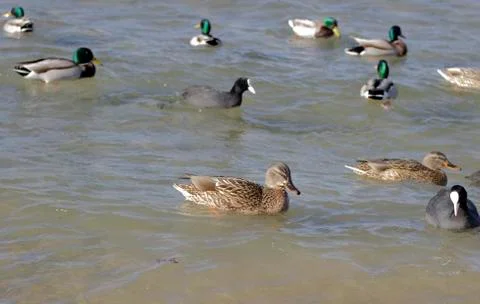 Wild ducks 스톡 사진