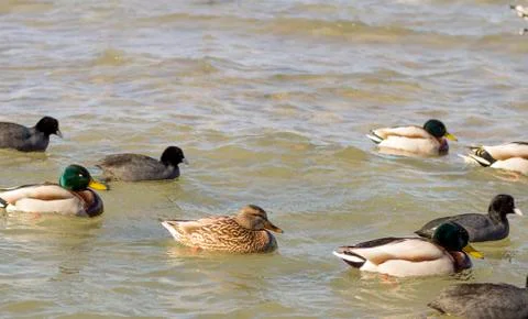 Wild ducks 스톡 사진