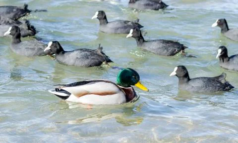 Wild ducks 스톡 사진