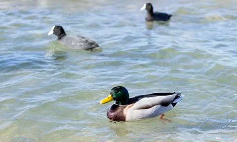 Wild ducks 스톡 사진