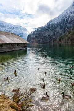 Wild ducks Stock Photos