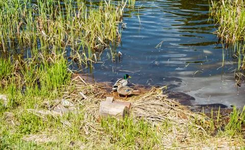 Wild ducks Stock Photos