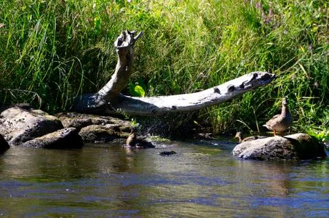 Wild ducks Stock Photos