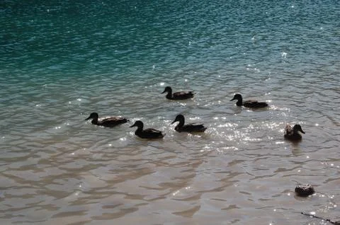 Wild ducks 스톡 사진