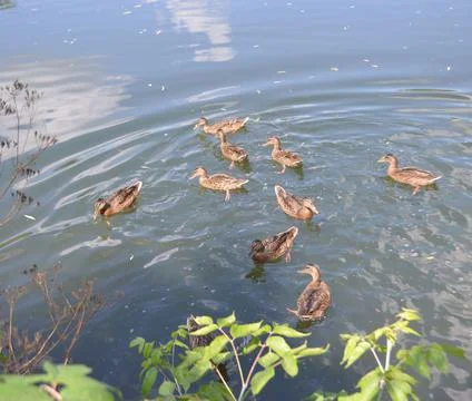 Wild ducks Stock Photos