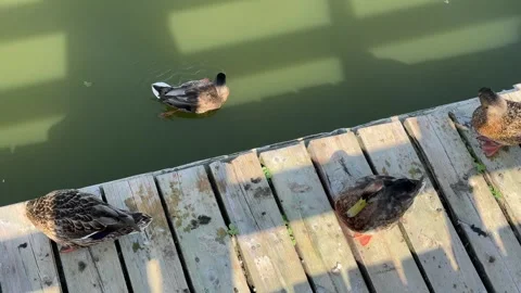 Wild Ducks on a Pier Stock Footage 284835971