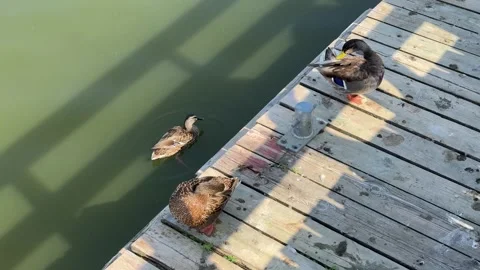 Wild Ducks on a Pier Stock Footage 284836162
