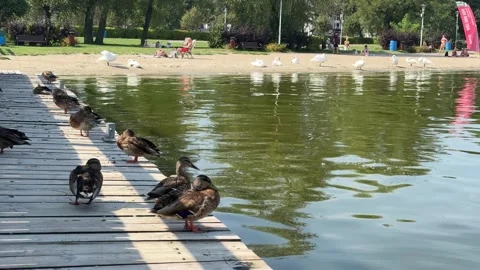 Wild Ducks on a Pier Video stock 284836166