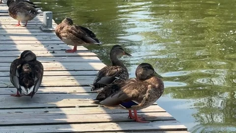 Wild Ducks on a Pier Stock Footage 284836300