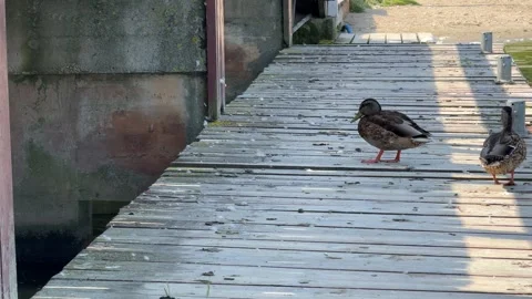 Wild Ducks on a Pier Stock Footage 284836339