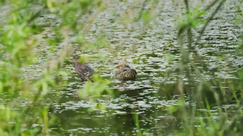 Wild ducks in the pond brushing their feathers, pond ecosystem Stock Footage 144046511