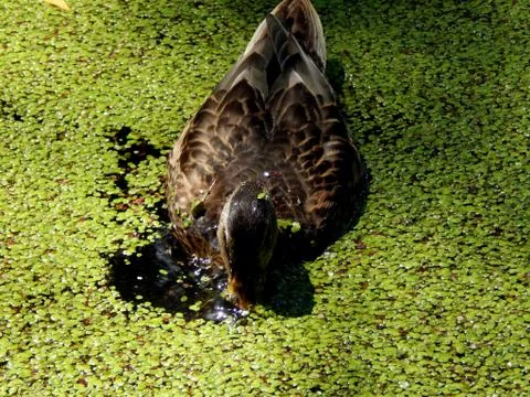 Wild ducks on a pond close up Stock Photos