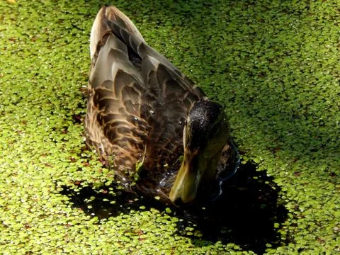 Wild ducks on a pond close up Stock Photos