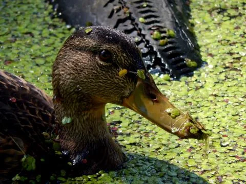 Wild ducks on a pond close up Stock Photos