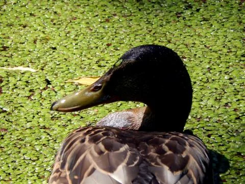 Wild ducks on a pond close up Stock Photos