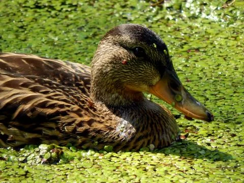 Wild ducks on a pond close up Stock Photos