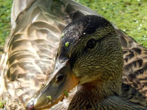 Wild ducks on a pond close up Stock Photos