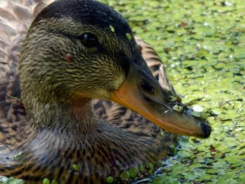 Wild ducks on a pond close up Stock Photos