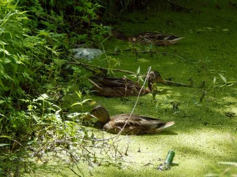 Wild ducks on a pond close up Stock Photos