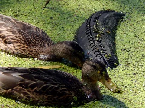 Wild ducks on a pond close up Stock Photos